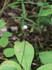 Lysimachia europaea