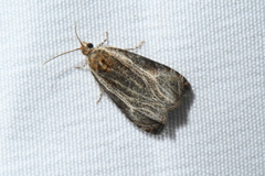 Olethreutes quadrifidum