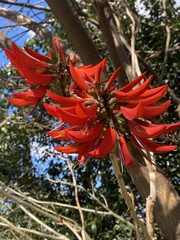 Erythrina