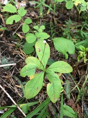 Lysimachia europaea