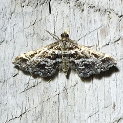 Diasemiopsis leodocusalis