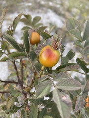 Rosa majalis