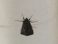 Macdunnoughia