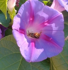 Apinae