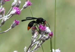 Synagris