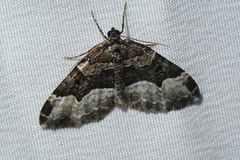 Euphyia intermediata