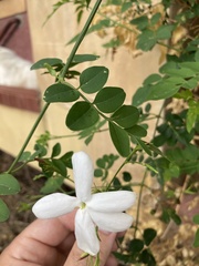 Jasminum