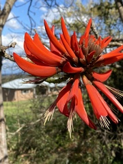 Erythrina