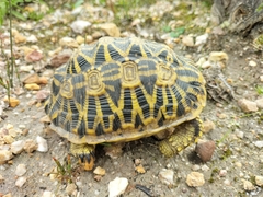 Psammobates geometricus