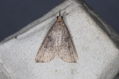 Hypena humuli