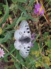 Parnassius apollo