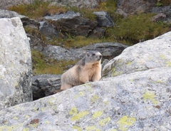 Marmota marmota