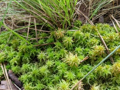 Sphagnum