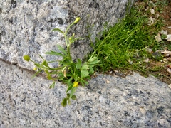 Ranunculus sceleratus