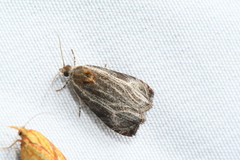 Olethreutes quadrifidum