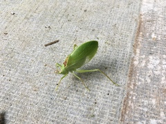 Pterophylla camellifolia