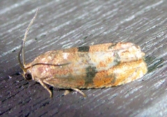 Cydia latiferreana