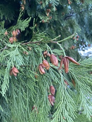 Calocedrus