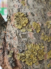 Lecanoromycetidae