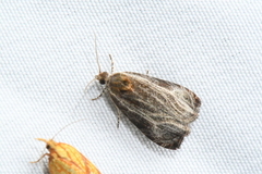 Olethreutes quadrifidum