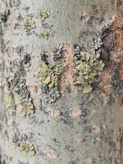 Lecanoromycetidae