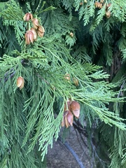 Calocedrus