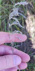 Poa angustifolia