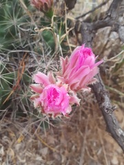 Coryphantha macromeris macromeris