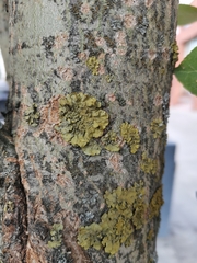 Lecanoromycetidae