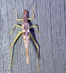 Neoxabea bipunctata