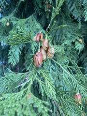 Calocedrus