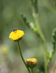 Nidorella podocephala