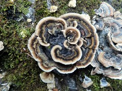 Trametes versicolor