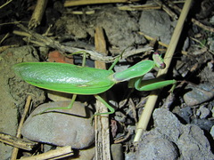 Hierodula transcaucasica