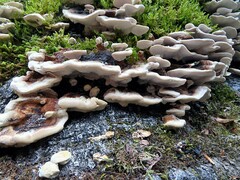Trametes versicolor