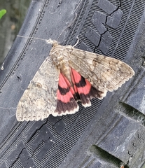 Catocala nupta
