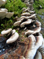 Trametes versicolor
