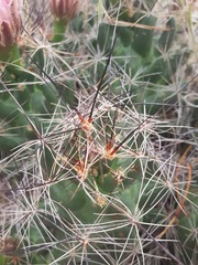 Coryphantha macromeris macromeris