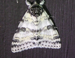 Catocala relicta