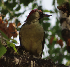 Picus viridis