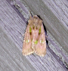 Lacinipolia renigera