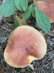 Baorangia bicolor