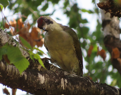 Picus viridis