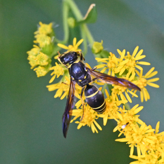 Ancistrocerus antilope