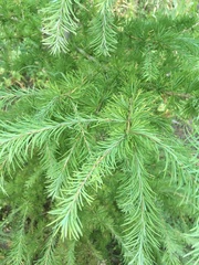 Larix kaempferi