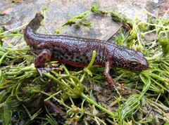 Ichthyosaura alpestris