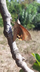 Paysandisia archon