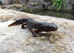 Ichthyosaura alpestris