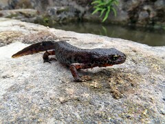 Ichthyosaura alpestris