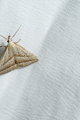 Macrochilo absorptalis